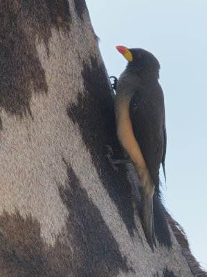 yellow-billed oxpecker2.jpg