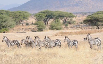 zebra10.jpg