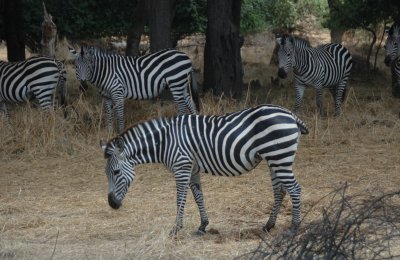 zebra2.jpg