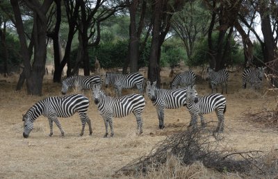 zebra3.jpg