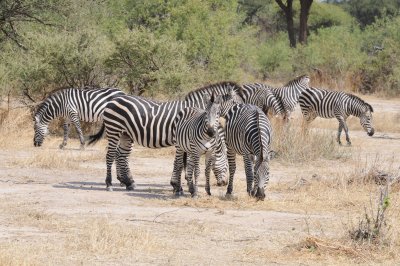 zebra4.jpg