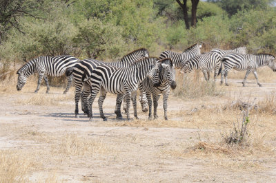 zebra5.jpg