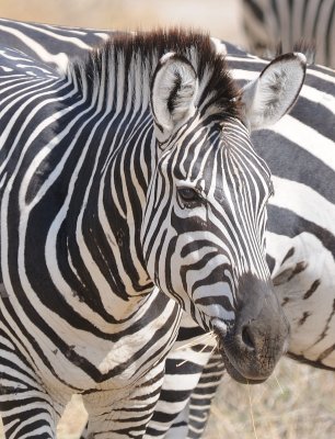 zebra6.jpg