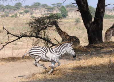 zebra7.jpg