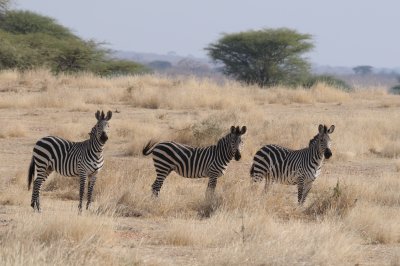 zebra8.jpg