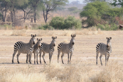 zebra9.jpg