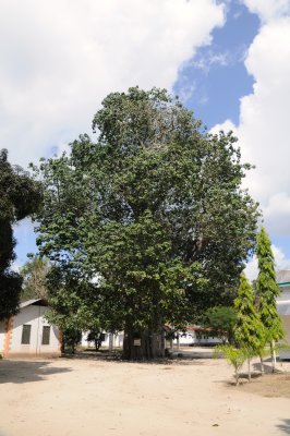 baobab with leaves.jpg