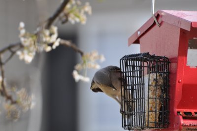 Birds 002.jpg