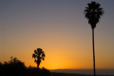 Two palms, at the Presideo