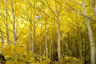 Aspens on the road to South Lake