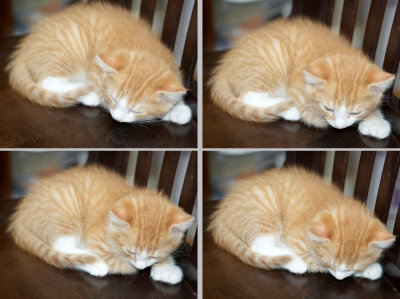 Kittens took over my desk!