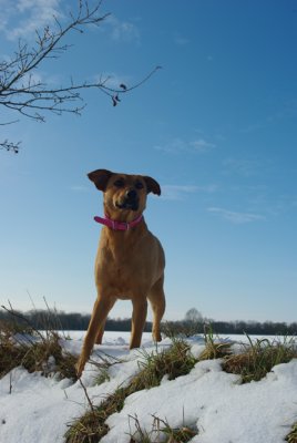 A Dogs Life