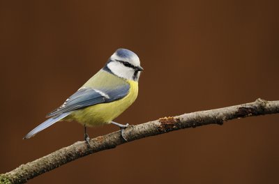 Blue tit/Pimpelmees 11