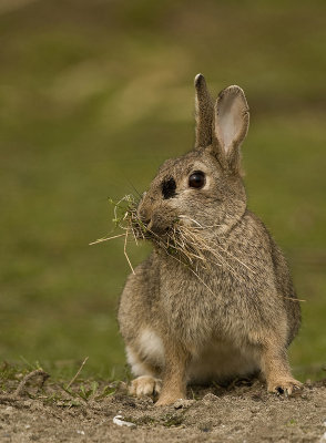 Rabbit/Konijn 3