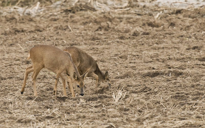 Roe deer/Ree 1