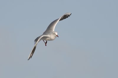 Black-headed gull/Kokmeeuw 4