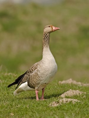 Graylay goose/Grauwe gans 3