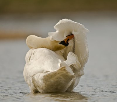 Mute swan/Knobbelzwaan 2