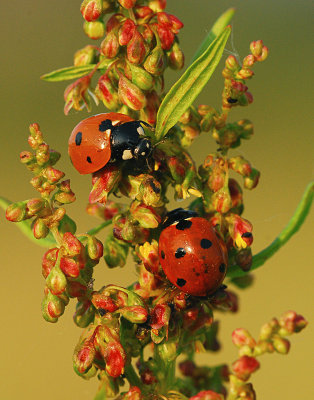 Sevenspotted lady beetle/Zevenstippelig lieveheersbeestje 2