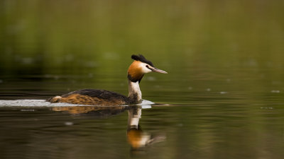 Great crested grebe/Fuut 14