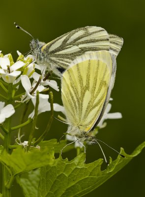 Green-veined white/Klein geaderd witje 7