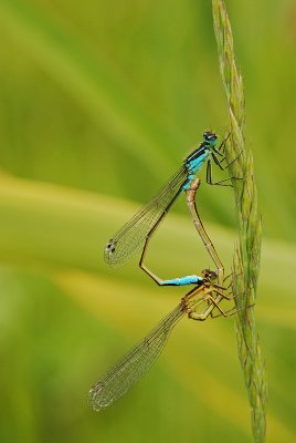 Blue tailed damselfly/Lantaarntje 1