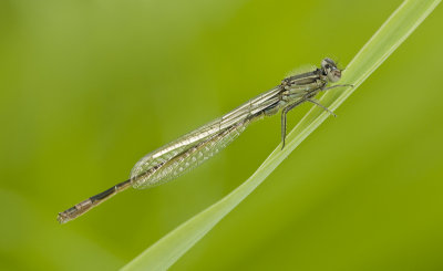 Blue tailed damselfly/Lantaarntje 6