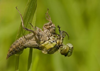 Black-tailed skimmer hatching/Gewone oeverlibel 8