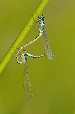 Blue tailed damselfly/Lantaarntje 9