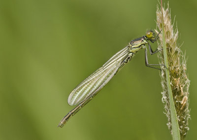 Red-eyed damselfly/Grote roodoogjuffer 10