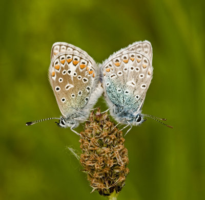 Common blue/Icarusblauwtje 17