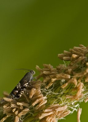 Grapholita compositella 18