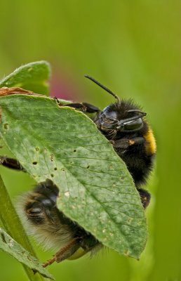 Buff-tailed bumblebee/Aardhommel 25