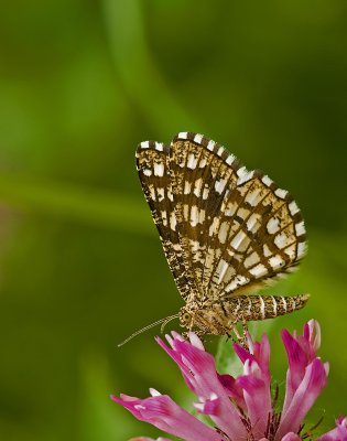 Latticed heath/Klaverspanner 19