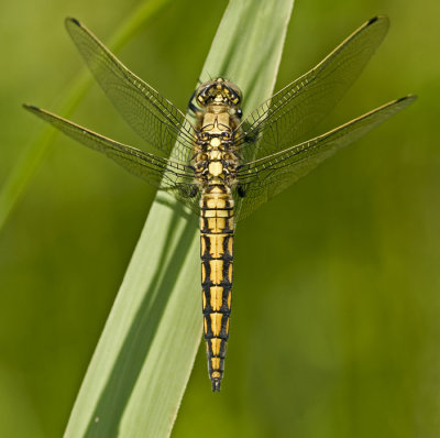 Black-tailed skimmer/Gewone oeverlibel 17