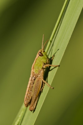 Meadow grasshopper/Krasser 32