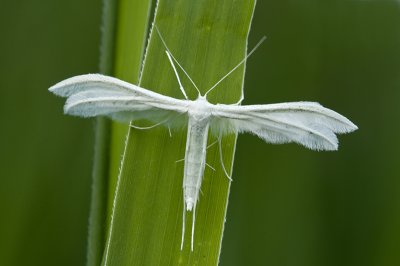 White plume moth/Vijfvingerige vedermot 24