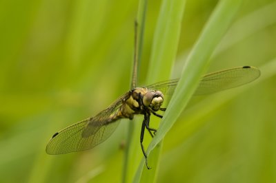 Black-tailed skimmer/Gewone oeverlibel 28
