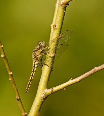 Black-tailed skimmer/Gewone oeverlibel 29