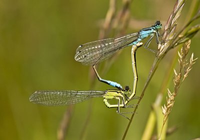 Blue tailed damselfly/Lantaarntje 30
