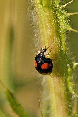 g1/65/908365/3/114225139.4bYAHkCA.jpg