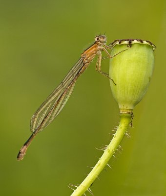 Blue tailed damselfly/Lantaarntje 31