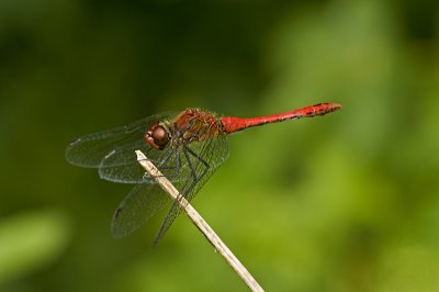 Ruddy darter/Bloedrode heidelibel (m) 36