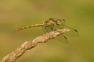 Vagrant darter/Steenrode heidelibel (f) 41