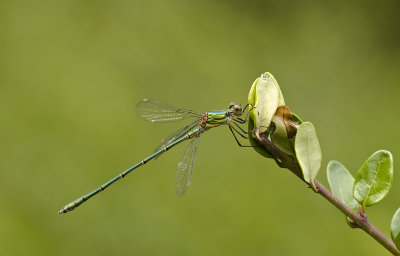 Green emerald damselfly/Houtpanserjuffer 42