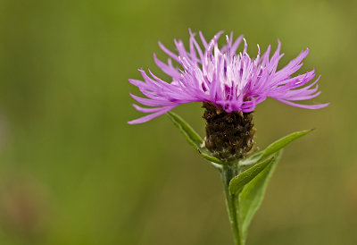 Brown knapweed/Knoopkruid 2