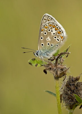 Common blue/Icarusblauwtje 38