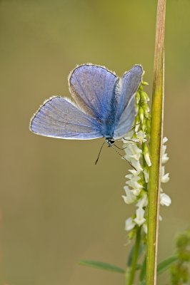 Common blue/Icarusblauwtje 44