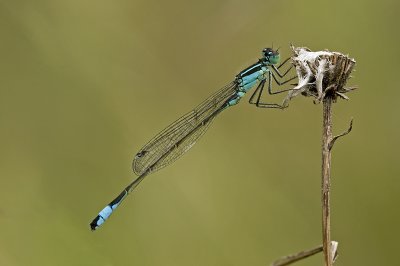 Blue tailed damselfly/ Lantaarntje 53