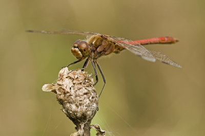Vagrant darter/Steenrode heidelibel (m) 54